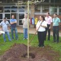 Momento_do_plantio_do_Ip_Amarelo